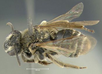 Media type: image;   Entomology 609557 Aspect: habitus dorsal view